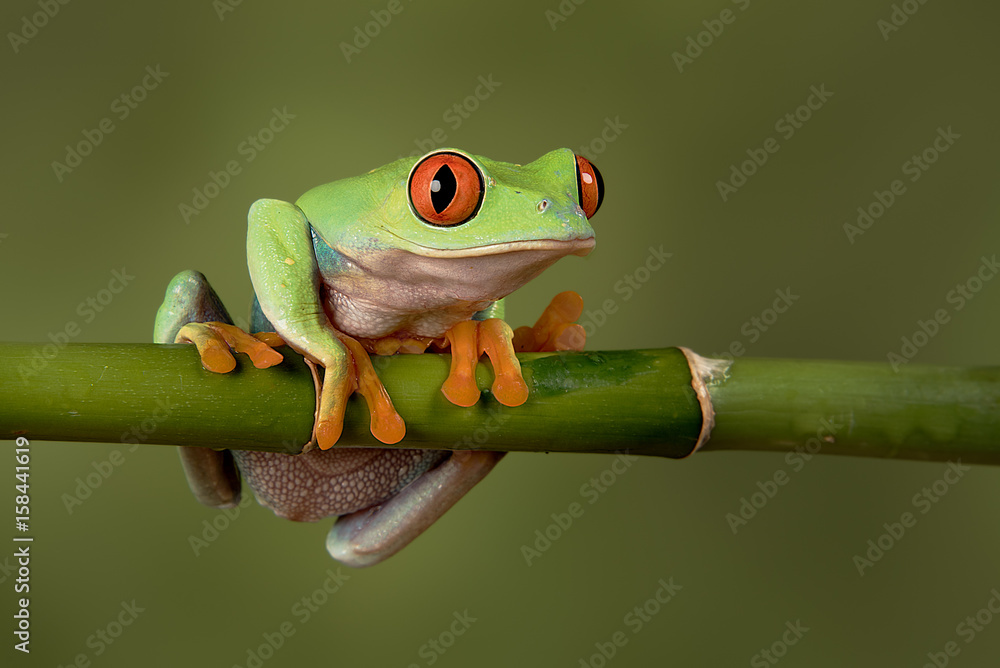 Fototapeta premium A close up portrait of a red eyed tree frog hanging on to a bamboo shoot looking forward and about to fall