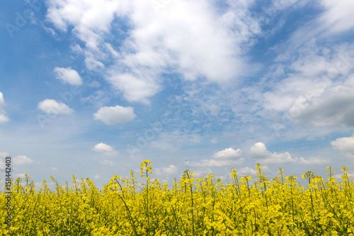 Yellow rapeseed field against the sky with clouds photo