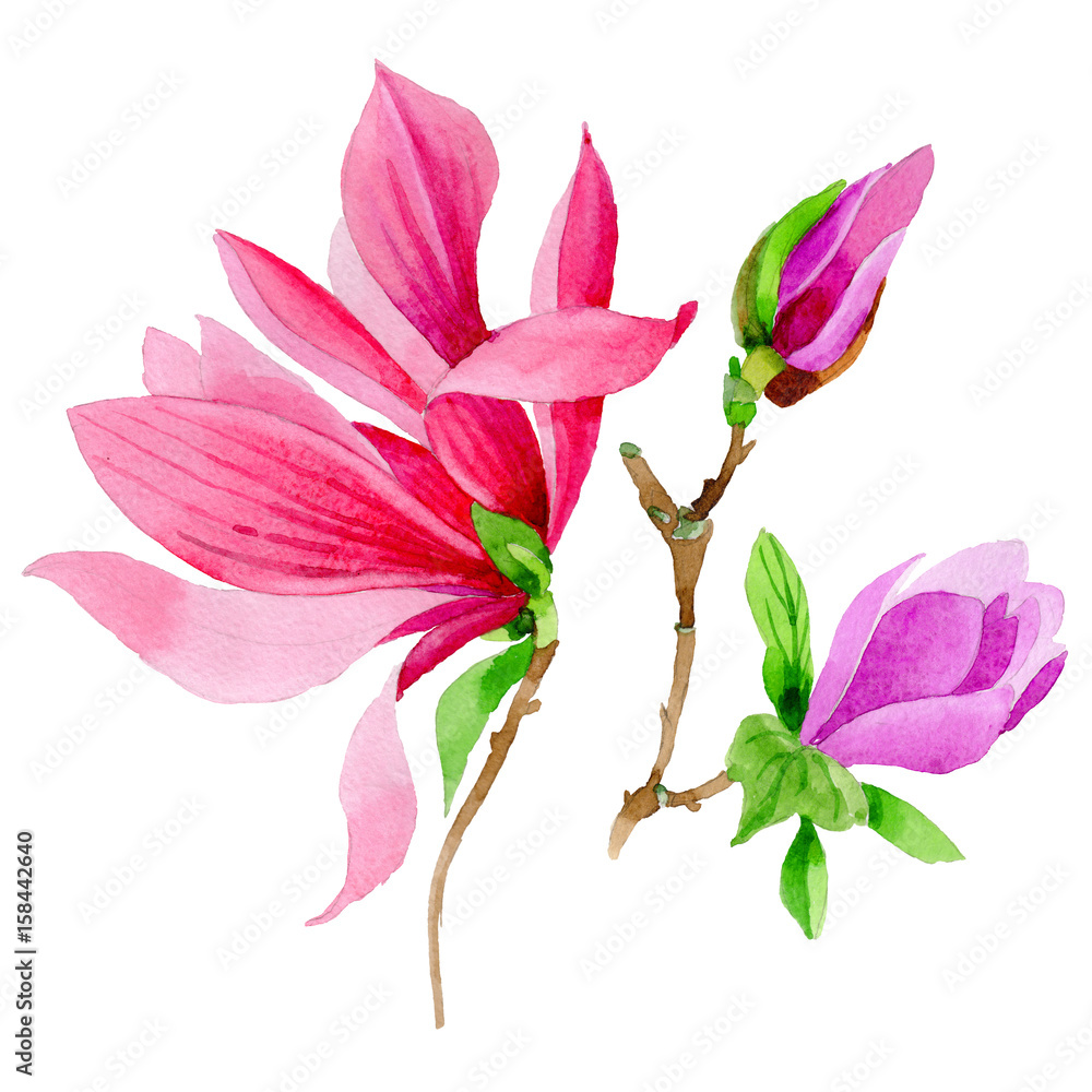 Wildflower magnolia flower in a watercolor style isolated. Wildflower magnolia flower in a watercolor style isolated.