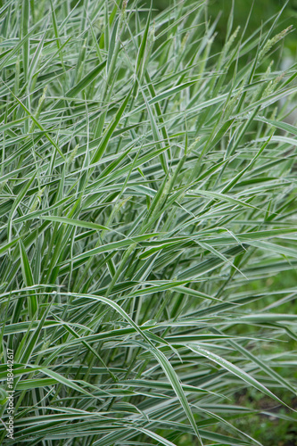 Сочная зеленая шелковая трава © annastaccia