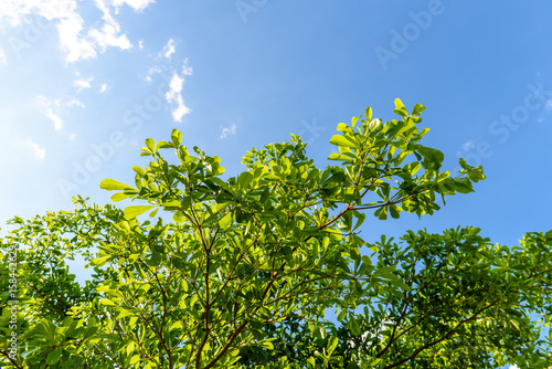 Green leaf against blue sky