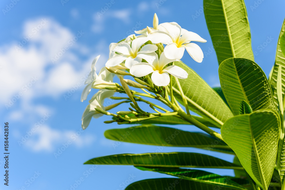 Obraz premium White plumeria on the plumeria tree.