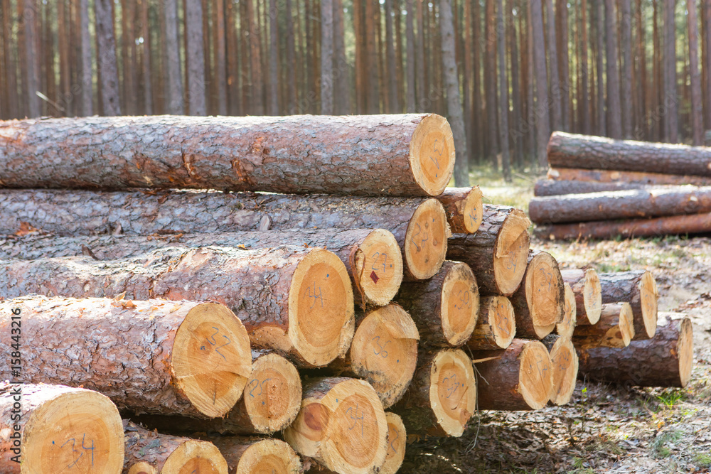 Trees chopped and stacked in forest Trees chopped and stacked in forest