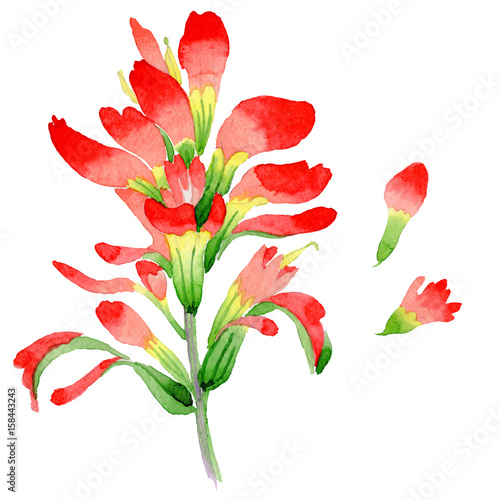 Wildflower Indian Paintbrush flower in a watercolor style isolated. photo