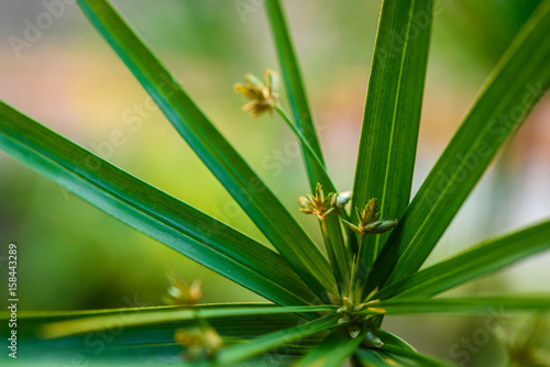 Papyrus green leaf © bouybin
