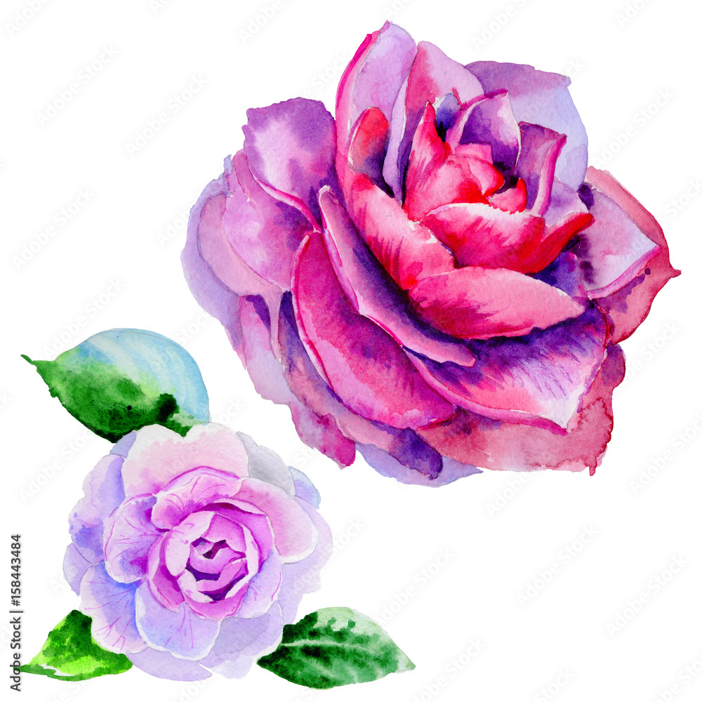 Obraz premium Wildflower peony, camelia flower in a watercolor style isolated.