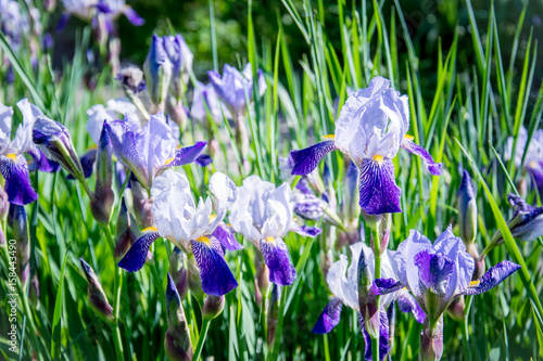 Fototapeta Naklejka Na Ścianę i Meble -  Blooming blue spring irises in the old English garden