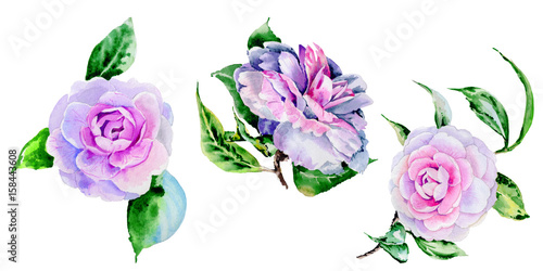 Fototapeta Wildflower peony, camelia flower in a watercolor style isolated.