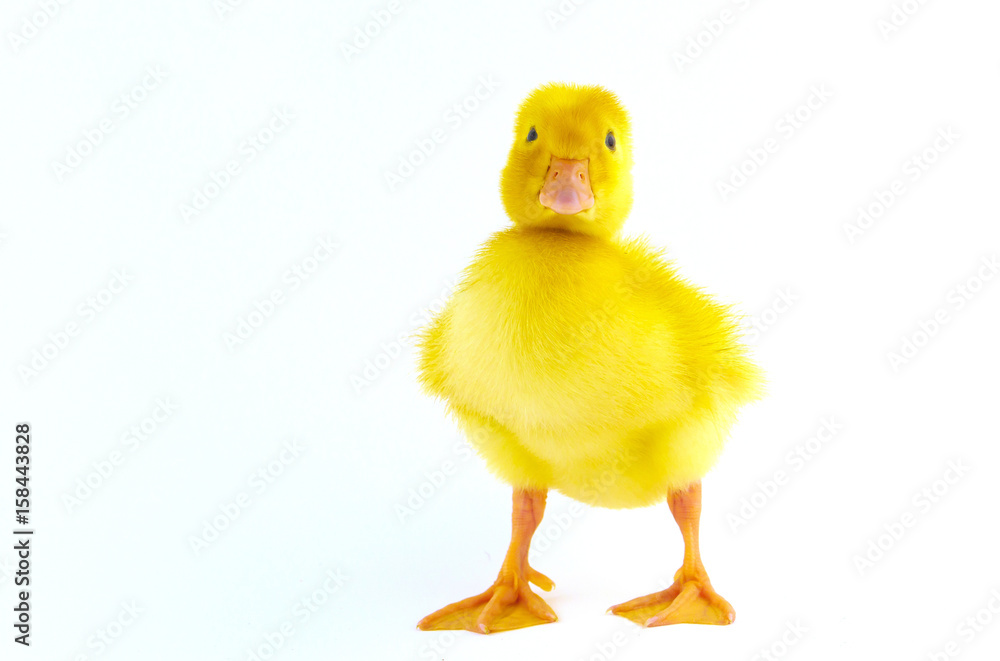 Chicken goose on a white background Chicken goose on a white background