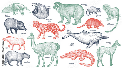 Animals of South America.