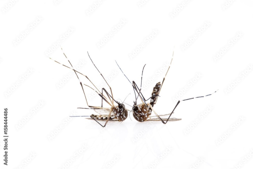 Dead Mosquito isolated on white background, Mosquito is carrier of Malaria/ Encephalitis/ Dengue, Side view, Macro shot Dead Mosquito isolated on white background, Mosquito is carrier of Malaria/ Encephalitis/ Dengue, Side view, Macro shot