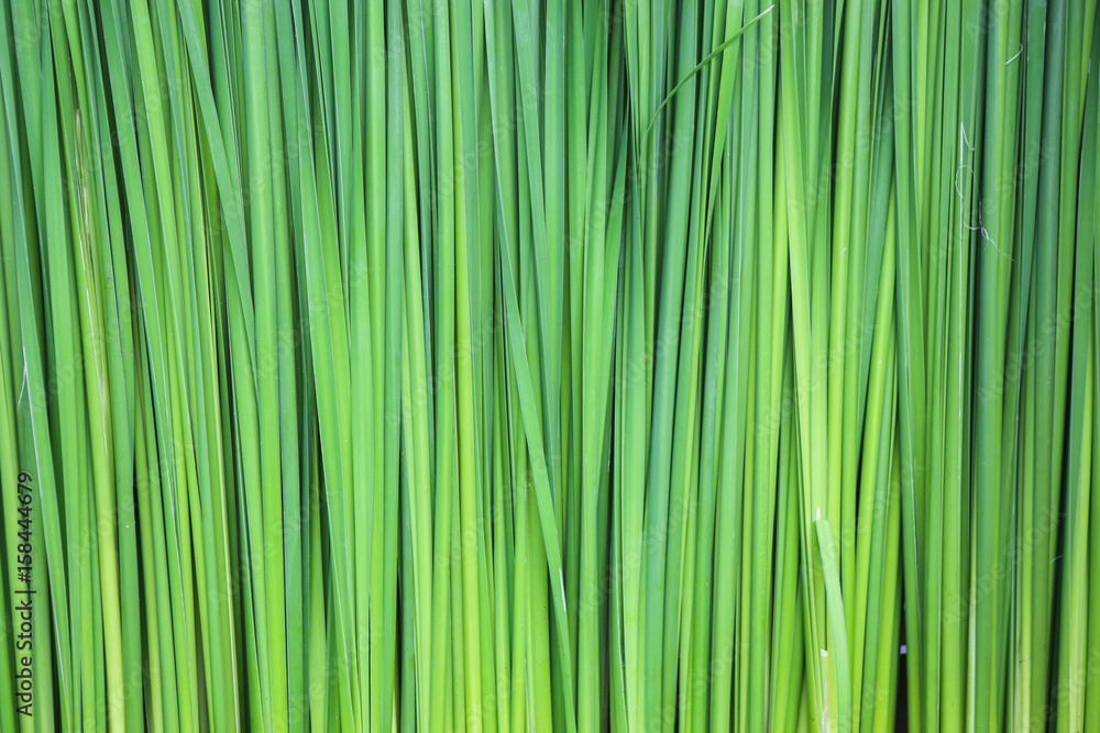 rice plant rice plant