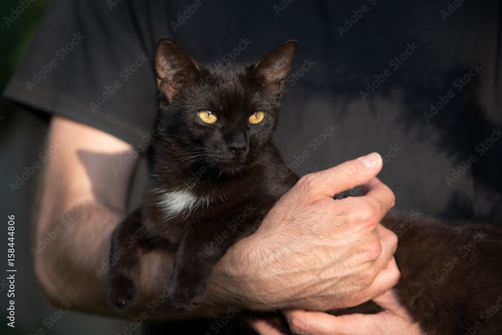Domestic black cat laying in men's hand Domestic black cat laying in men's hand
