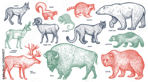 Leinwand Poster Animals of North America.