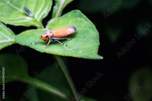 close up of beetle © ZAIRIAZMAL