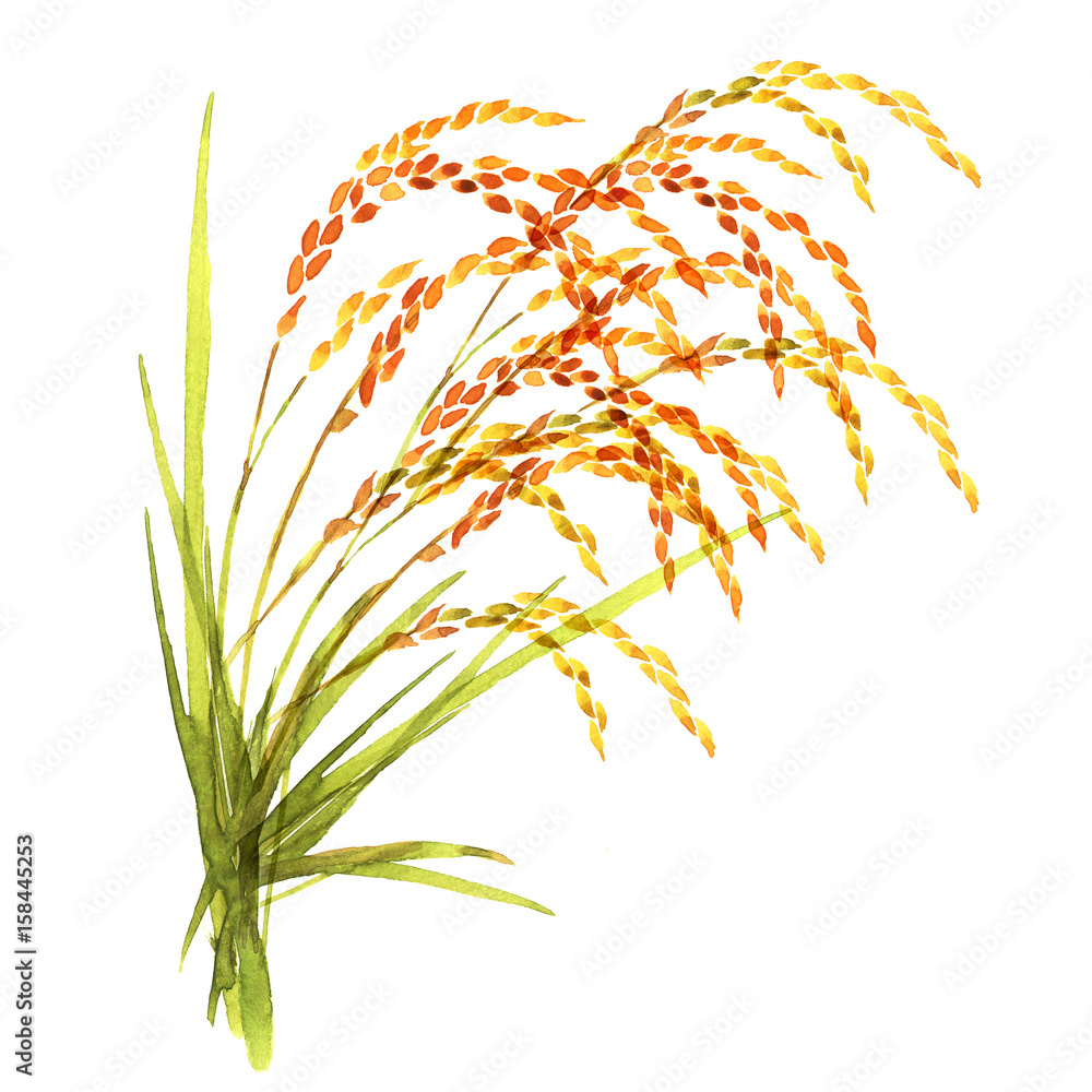 黄金色の稲穂 米 水彩 イラスト Stock Illustration Adobe Stock