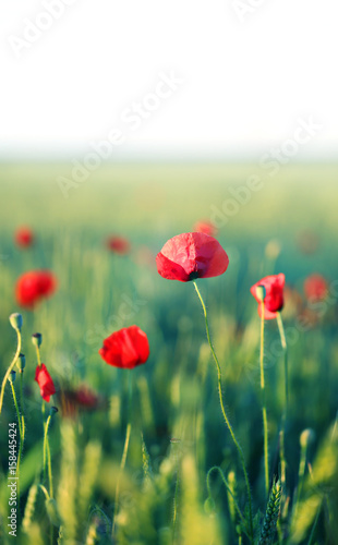 Photo of beautiful poppy fields