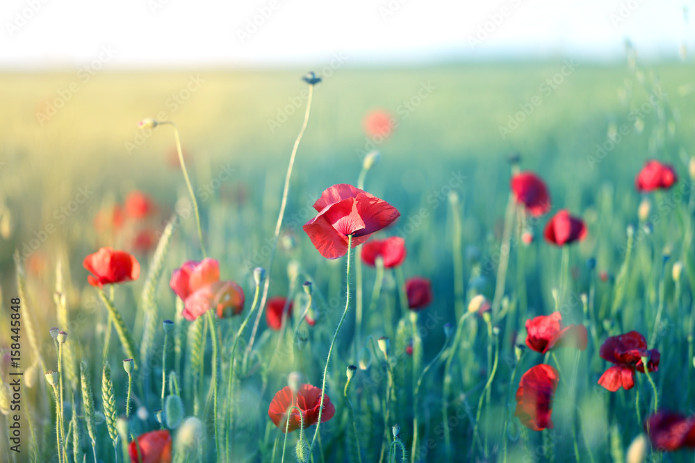 Obraz premium Zdjęcie pięknych pól makowych