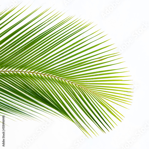 Palm leaf isolated on white