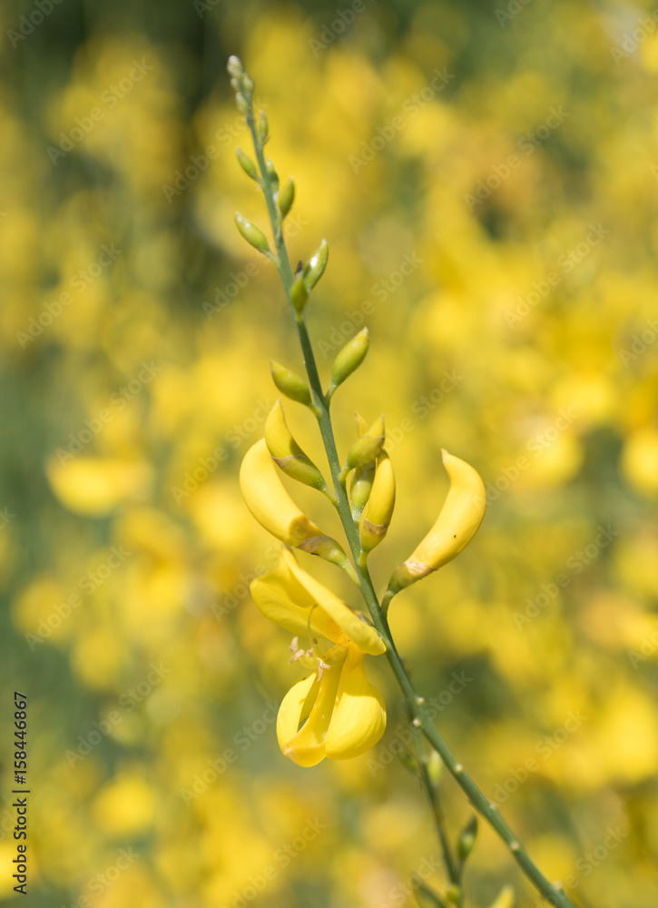 Ginterblüte