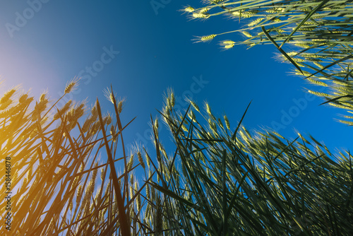 Agricultural field of barley crops, low angle view © Bits and Splits