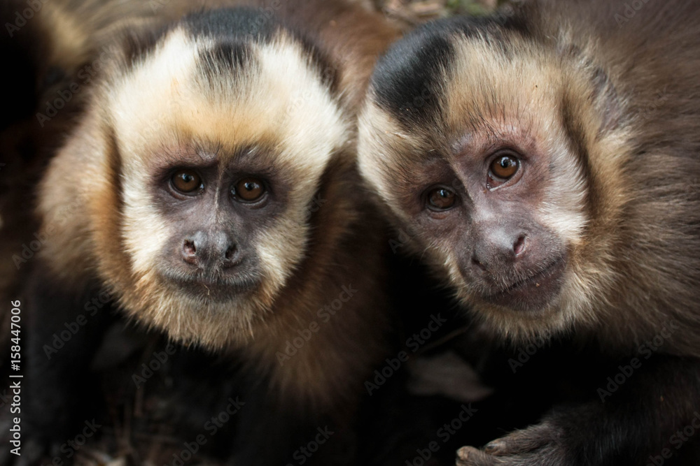 Monkey Faces Monkey Faces