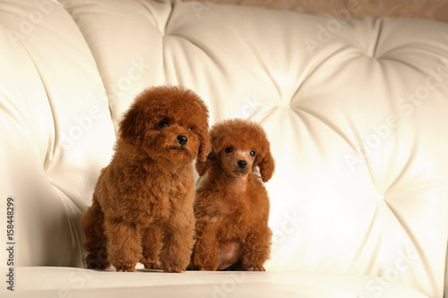 Fototapeta Naklejka Na Ścianę i Meble -  Red poodle puppy