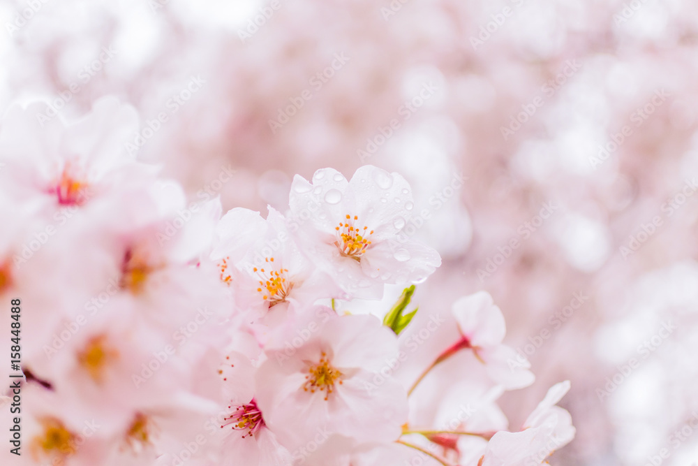 小雨に濡れて透き通るように美しい桜の写真