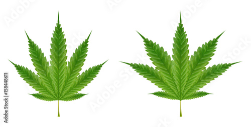 real marijuanas leaf on a white background