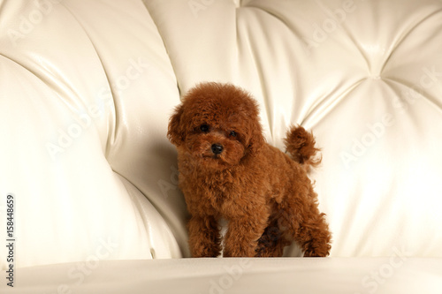 Fototapeta Naklejka Na Ścianę i Meble -  Red poodle puppy
