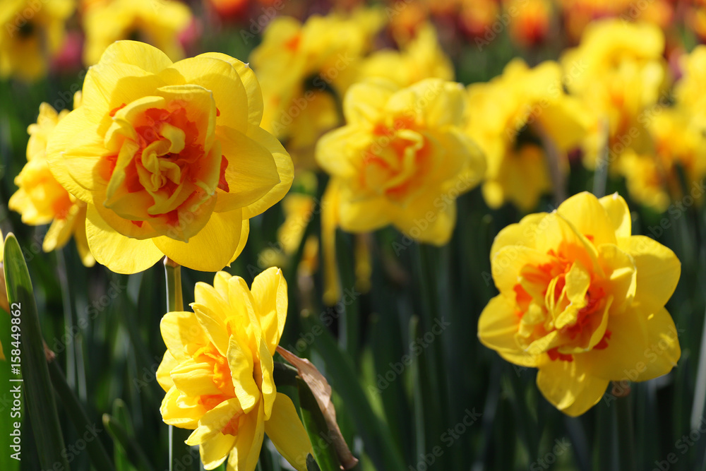 Tulipanes Tulipanes