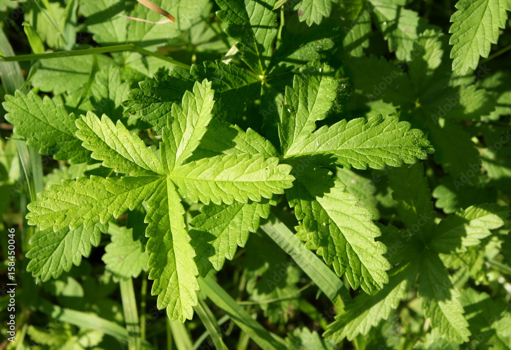 European creeping cinquefoil European creeping cinquefoil