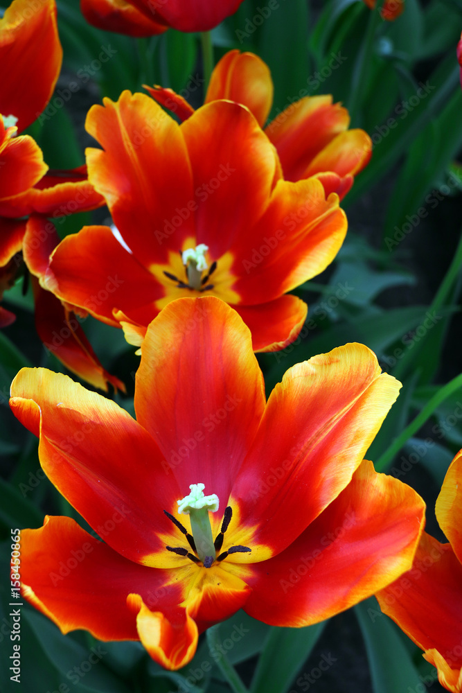 Flores keukenhof Flores keukenhof