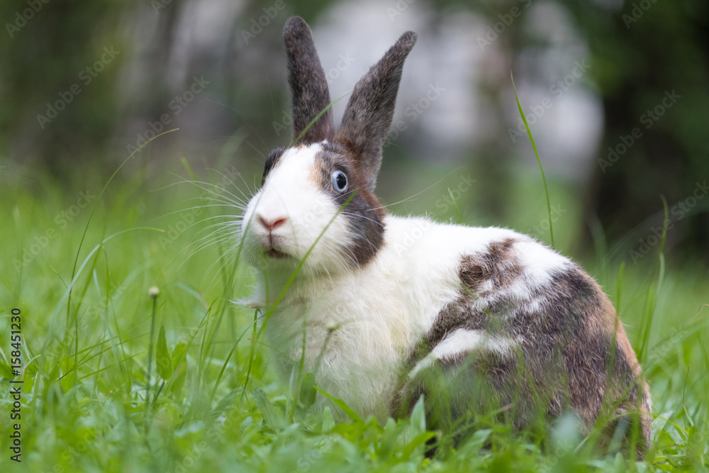 Happy bunny in the park