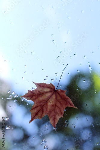 autumn arrived/ Blurry maple leaf clinging to the window after the rain