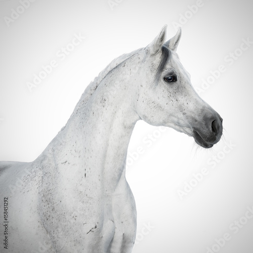 Portrait of a beauty gray arabian horse isolated on white background