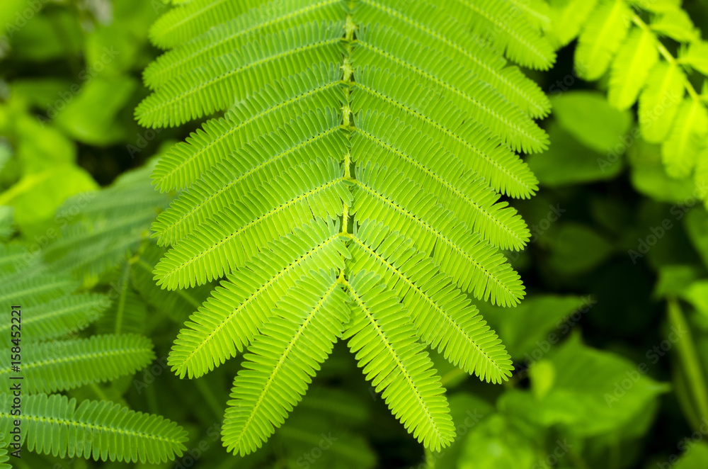 Closeup image of green leaf, background Closeup image of green leaf, background