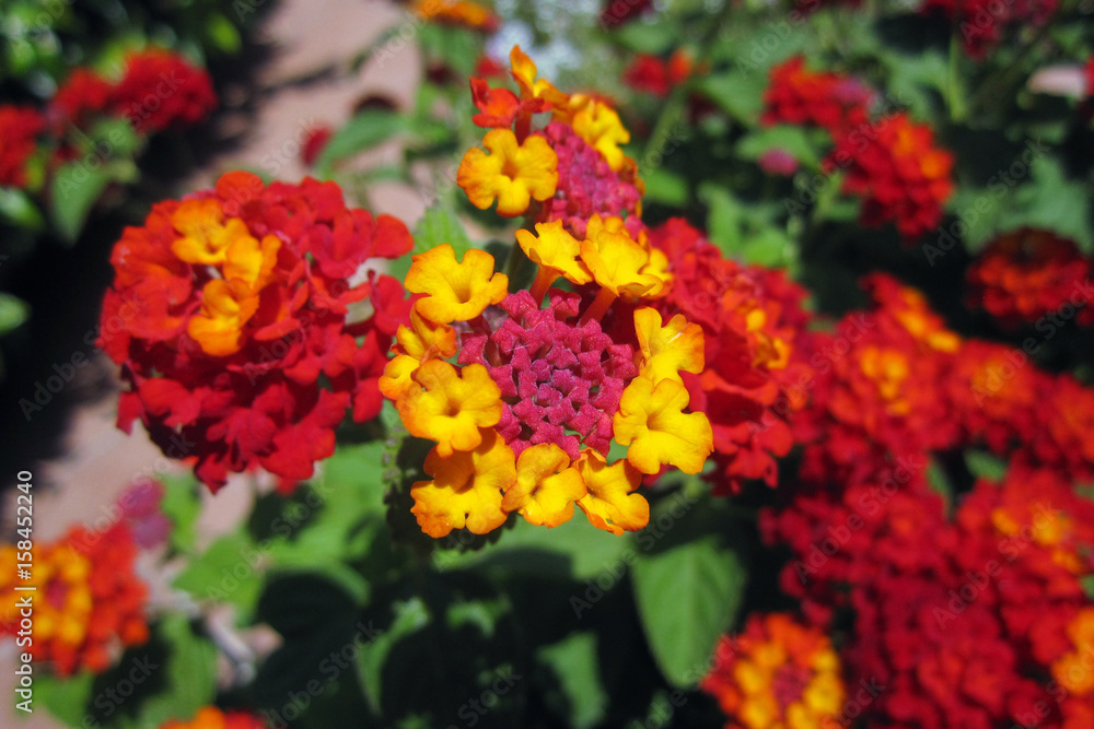 Red and yellow Lantana flowers Red and yellow Lantana flowers