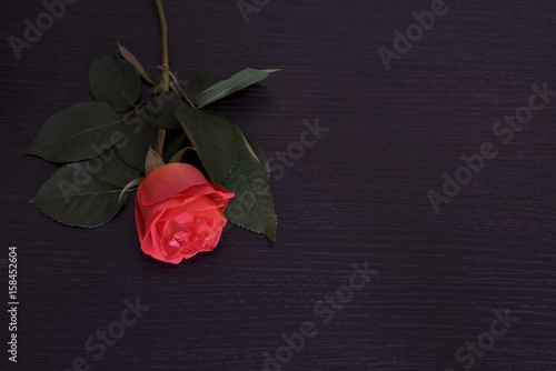



лепески красной розы