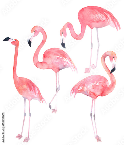 Set watercolor random flamingos. Isolated illustration © natikka