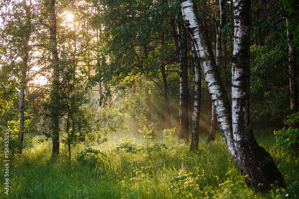 Fototapeta premium sunset light in the forest