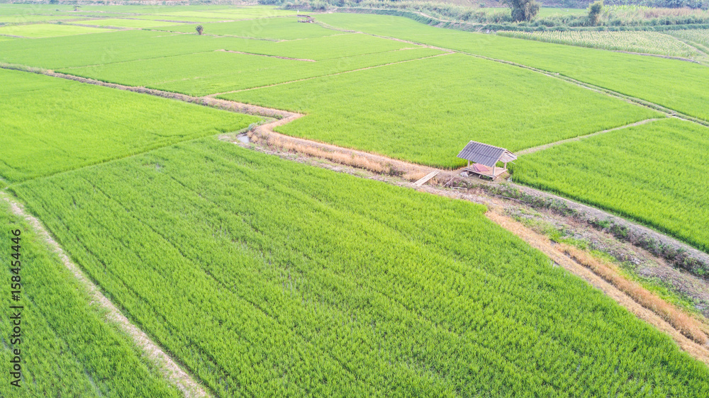 Hut in rice field