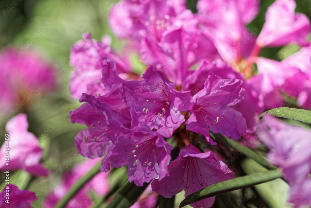 Close-up of pink rhododendron. Selective focus and shallow depth of field. Close-up of pink rhododendron. Selective focus and shallow depth of field.