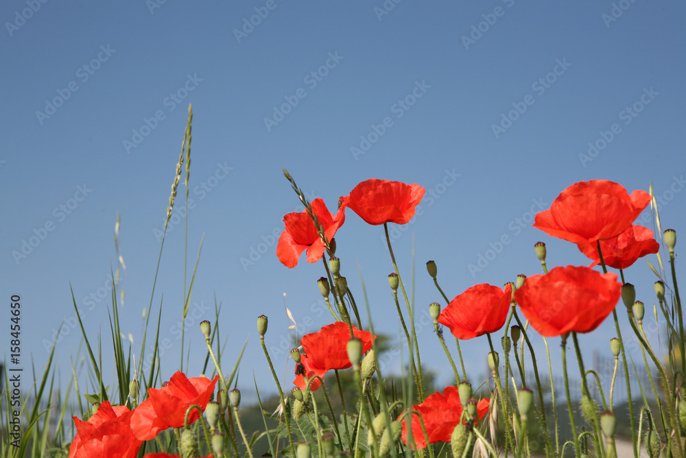 Naklejka premium Papaveri