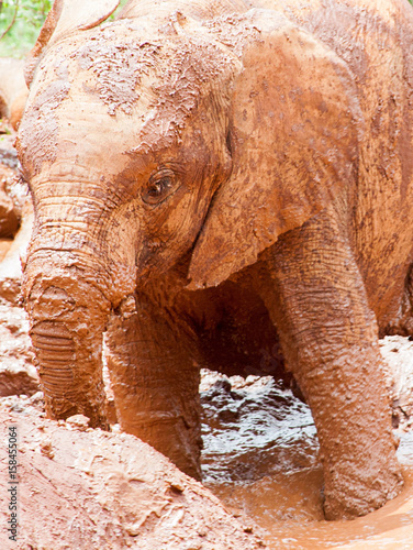 Young elephant playing in the mud