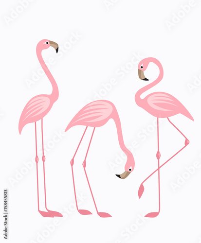 Tropical bird flamingos