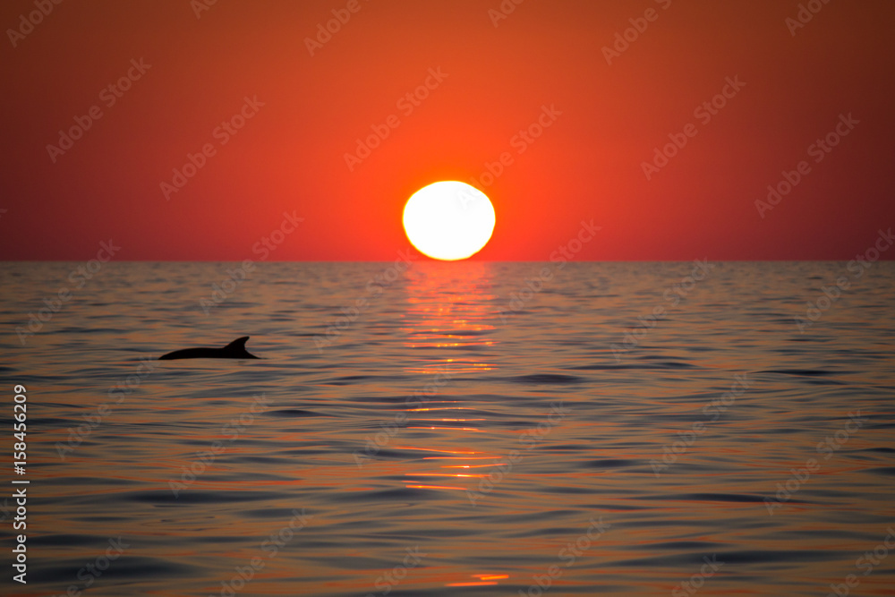 Fototapeta premium Sonnenuntergang mit Delfin 