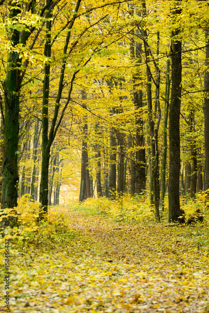 Obraz premium Red and colorful autumn colors in the forest