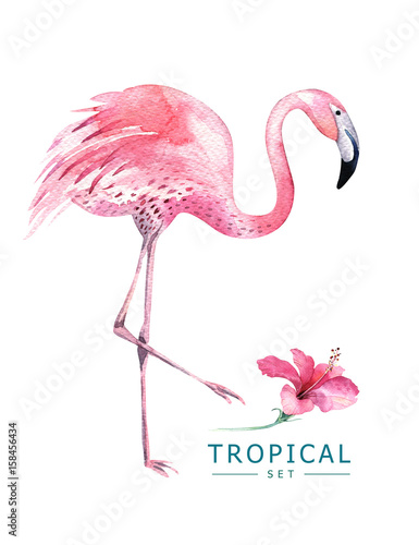 Hand drawn watercolor tropical birds set of flamingo. Exotic bird illustrations, jungle tree, brazil trendy art. Perfect for fabric design. Aloha set © kris_art