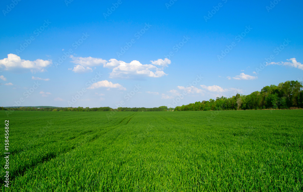 green field and blue sky